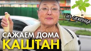 Как посадить "Конский" каштан (Несъедобный) из саженца