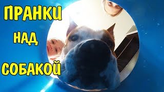 Пранки над собакой. Реакция моей собаки. СОБАКА В ШОКЕ!