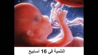 بالصور مراحل نمو الجنين