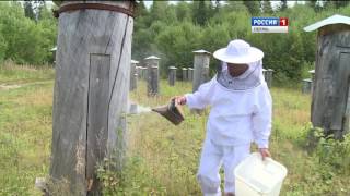 Ноу-хау в пчеловодстве: волшебный улей