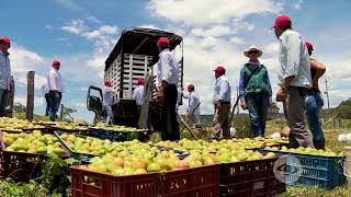 Cosecha programada y postcosecha de guayaba