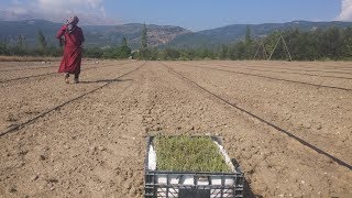 ÜRETİCİNİN SESİ -  LAVANTA ÜRETİMİ 22.08.2019