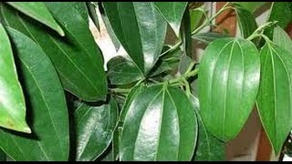 শিখে নিন তেজপাতা দিয়ে দাঁত ঝকঝকে সাদা করার কৌশল!