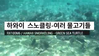 하와이 스노클링 물고기 총집합! 오아후, 마우이, 빅아일랜드, 카우아이에서 만난 녀석들!