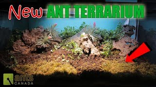 Amazing New Ant Terrarium