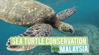 Baby Sea Turtle Conservation in Malaysia
