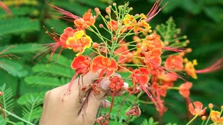 #images || Whatsapp dp Images Flowers || Flower Images || Flower Pictures || Whatsapp dp New