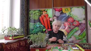 В какой грунт я буду сеять свои томаты? 