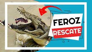 ?COCODRILOS RÍO TARCOLES Costa Rica - RESCATE de 1 ATRAPADO por LLANTA - EXPLORADOR [Parte 1 ] ?