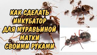 МУРАВЬИНАЯ ФЕРМА. КАК СДЕЛАТЬ ИНКУБАТОР СВОИМИ РУКАМИ. ANT FARM. INCUBATOR DIY