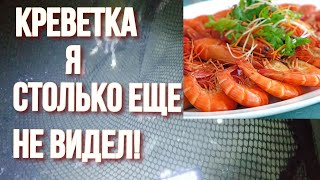Креветка. Как и чем быстро ловить. Лазурное 2019