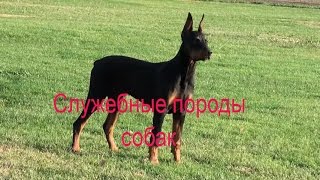 Служебные породы собак