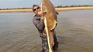 PIRARARA GIGANTESCA EM PESCARIA NO ARAGUAIA