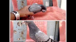 Pigeon Lakwa Disease Treatment 100% Result By Aman Prabhakar