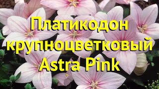 Платикодон крупноцветковый Астра пинк. Краткий обзор, описание platycodon gradiflorus Astra Pink