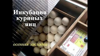 ОСЕННЯЯ ИНКУБАЦИЯ КУРИНЫХ ЯИЦ первая закладка в этом сезоне // ПТИЦА
