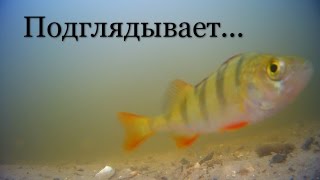 Движение рыб. Съемка под водой