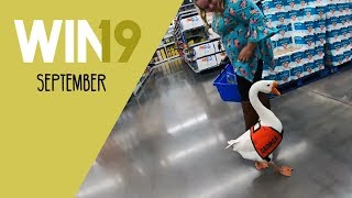 WIN Compilation September 2019 Edition | LwDn x WIHEL