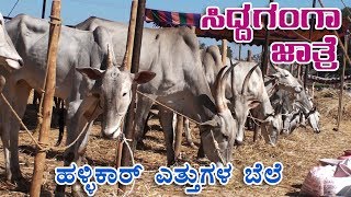 Rate of hallikar bullocks in Siddaganga cattle fair 2020