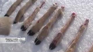 В Колосовском районе егерь обнаружил в лесу три мешка с мясом косули
