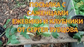 ПОСЫЛКА с саженцами ЕЖЕВИКИ и КЛУБНИКИ от Сергея Зубцова. Саженцы ежевики, малины, клубники.