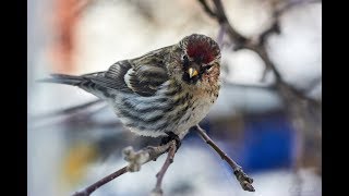 Птицы зимой, чечетка обыкновенная, Common Redpoll