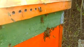 Пчелиное воровство на кочевки ☆ Работать не возможно!