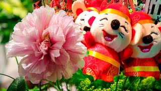 2020鼠來寶 金鼠賀新年 Chinese New Year