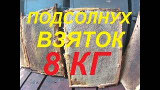 + 8 кг взяток подсолнуха. Расширяем пчела семьи корпусами вощины.Расширяем отводки пчёл.
