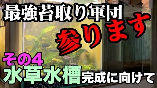 #アクアリウム #苔取り生体 ３０ｃｍキューブ水草水槽 立ち上げるぞっ！【その４】最強苔取り軍団投入！絶対のコケ対策の巻