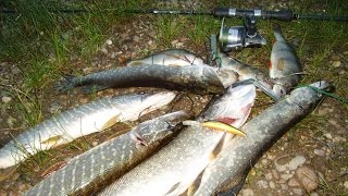 Daiwa S.C. Salmer SP-G 85.  Ловля щуки. "РАРИТЕТ В РАБОТЕ" ! )
