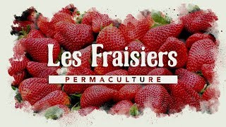 Comment avoir des fraisiers par centaines ?    #permaculture