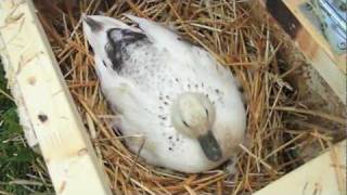 Egg Swap (HOW TO get more babies in a hatch)