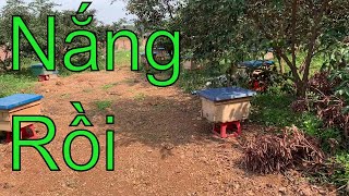 Nắng lên rồi các bác mua ong giống về lấy mật vải , mật nhãn mùa 2020 lh : 0945 234 826