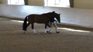 Hingstvisning 2013: Solos Carex