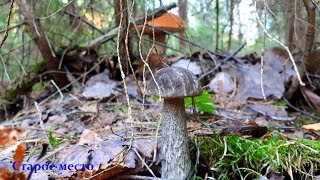 ГРИБЫ НА КАЖДОМ ШАГУ!В засуху!11 сентября 2019.Часть 1