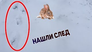 ОХОТА НА ЗАЙЦА 2019-2020 ПОИСК ЗАЙЦА