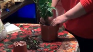 Кофе. Как Выращивать Кофейное  Деревце Дома. полные рекомендации по Уходу За Кофе