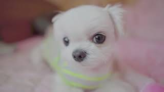 강아지 마사지 반응/혼자보기 아까운 강아지 심쿵마사지 반응(찡이)