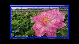 觀賞荷花正逢時　金山清水牡丹蓮花朵碩大
