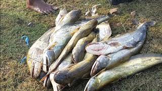 Fish mela in sherpur  movilbazar bangladesh