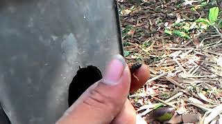 Ciri ciri Ratu lebah apis cerana