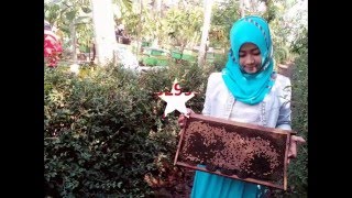 JUAL MADU ASLI JAKARTA PURWAKARTA PANDEGLANG SUBANG CIAMIS TASIKMALAYA SUMEDANG CIREBON KUNINGAN