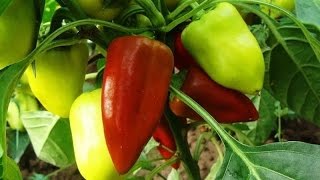 СУПЕР СПОСОБ ВЫРАЩИВАНИЯ РАССАДЫ ПЕРЦА!ПОВЫШАЕТ УРОЖАЙ!
