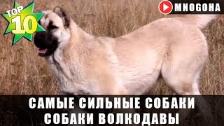 САМЫЕ СИЛЬНЫЕ СОБАКИ - СОБАКИ ВОЛКОДАВЫ (ТОП-5) | САМОЕ ТОП