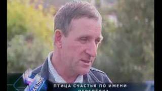 Домашний бизнес на перепелиных яйцах