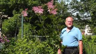 #10 - TALL Perennials for the Garden - Hardy Perennials and Topless Chicks!