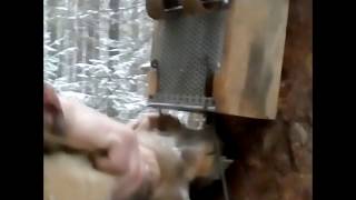 Ящичная ловушка на куницу