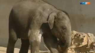 Elefant Voi Nam und sein größter Fan | Elefant, Tiger & Co. | MDR