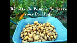 Récolte & Zoom sur la Pomme de Terre sous Paillage [Août 2017] ? #10